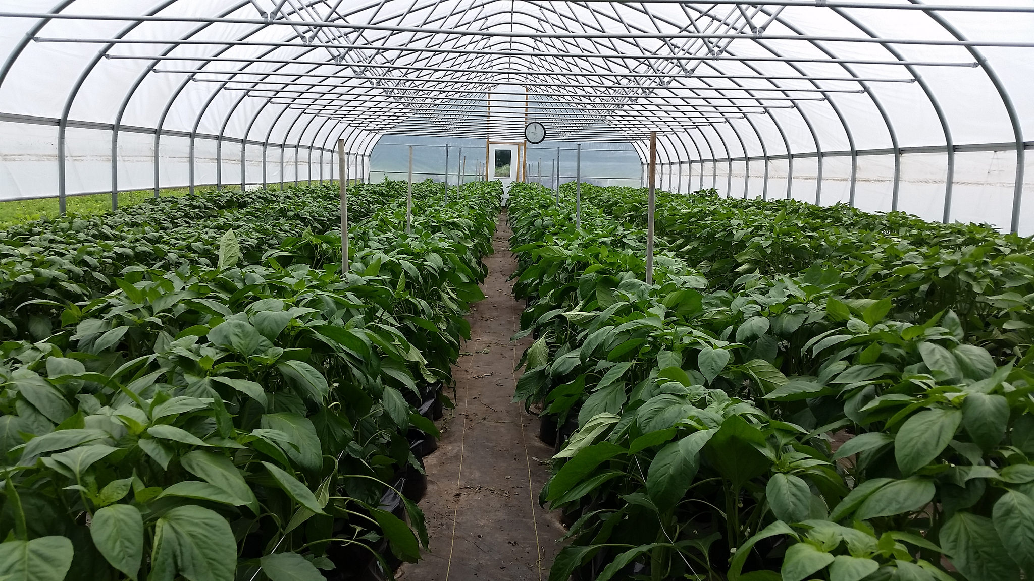 Free Education Session on High Tunnel Greenhouses Agriculture in