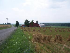Oat field along the Amish Trail