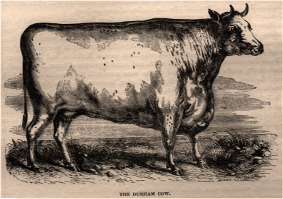 Durham Cow