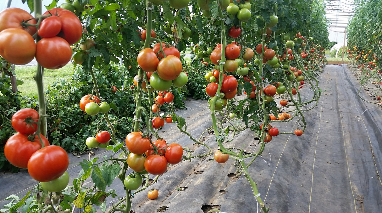 Tomato Tunnel Farming Pictures to Pin on Pinterest - PinsDaddy
