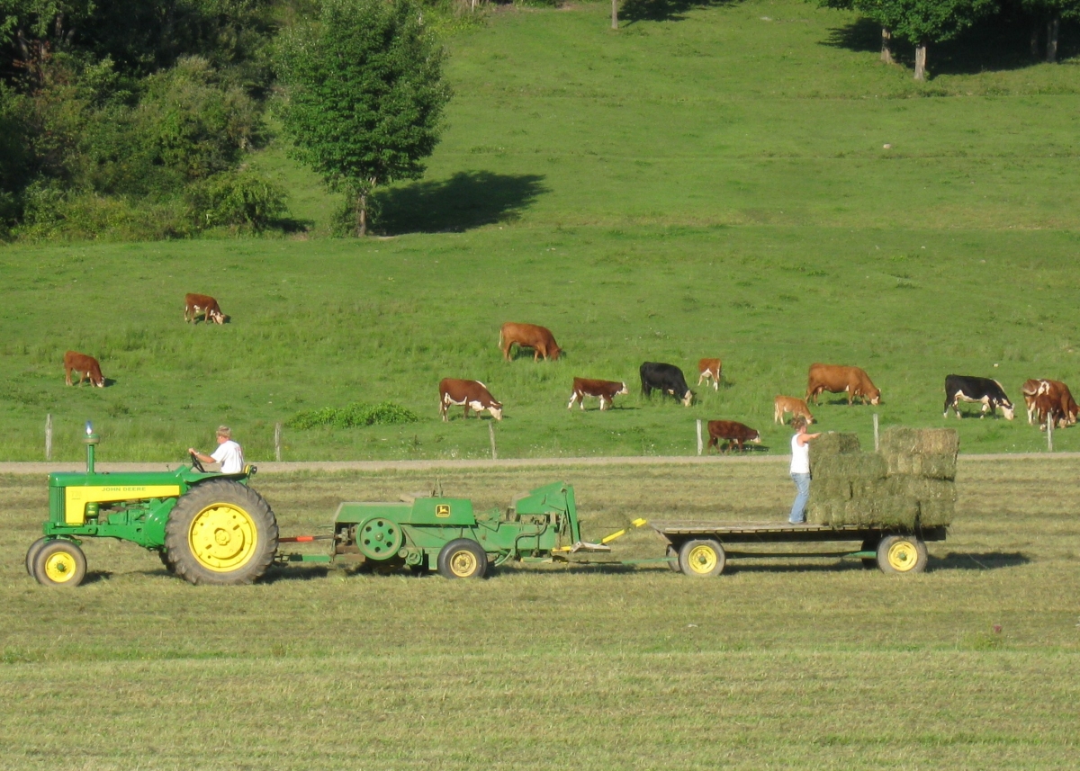 Cows Graze while family bales hay Agriculture in Cattaraugus County, NY