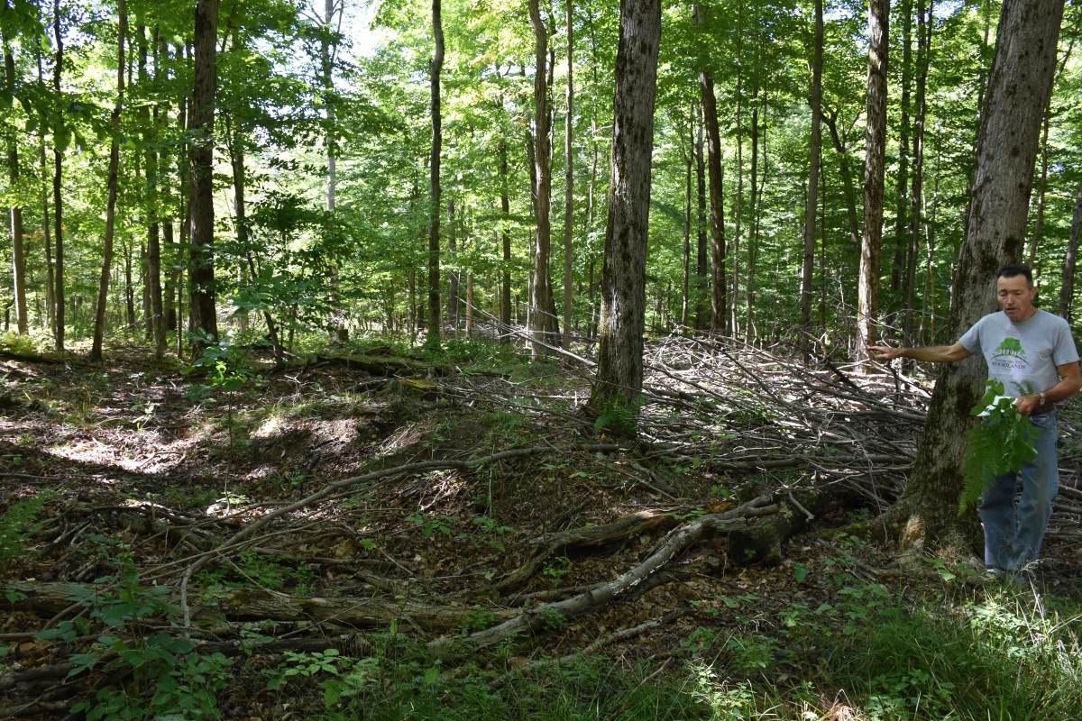 ny, manage their 200 acres of mostly hardwood forest for the