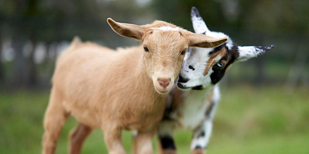 Goats