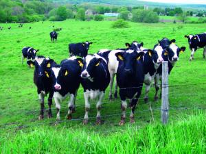 Pastured Cows