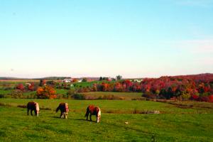 Work Horses relaxing in a field