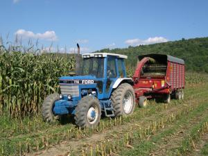 Chopping corn into silage wagon